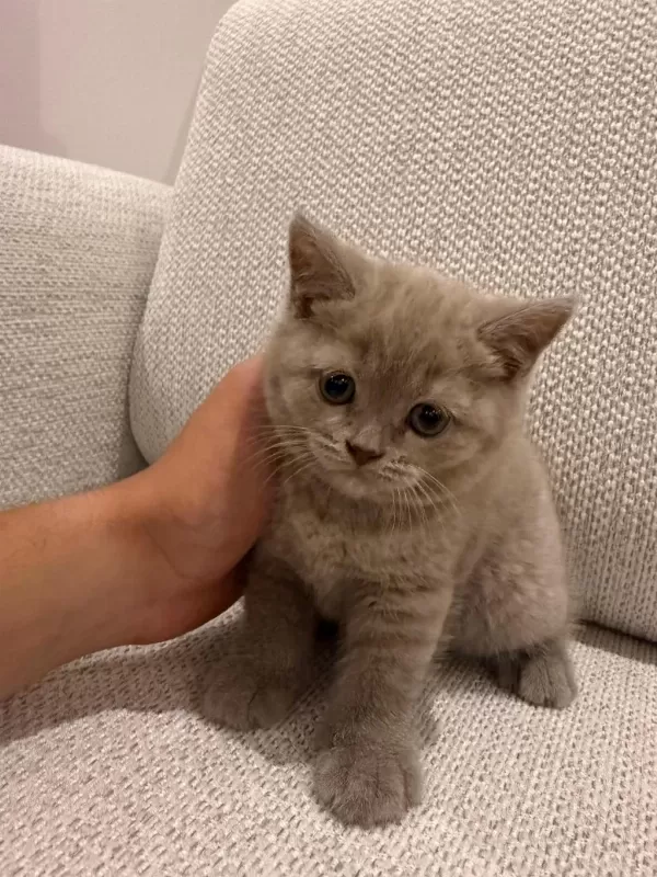 British Shorthair Yavrularimiza Yuva Ariyoruz
