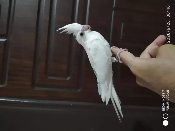 2 Yavru Sultan Papağanı Evcil