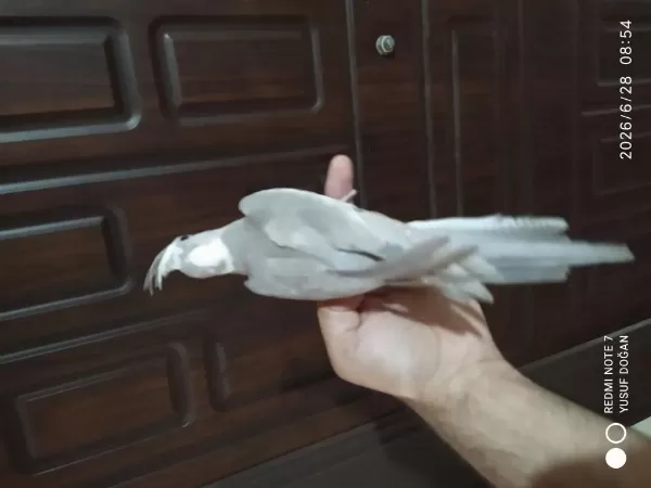 2 Yavru Sultan Papağanı Evcil