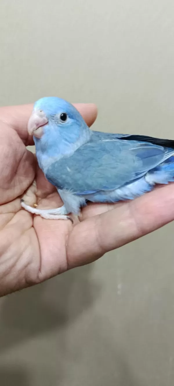 Harika Forpus Erkek Bebek