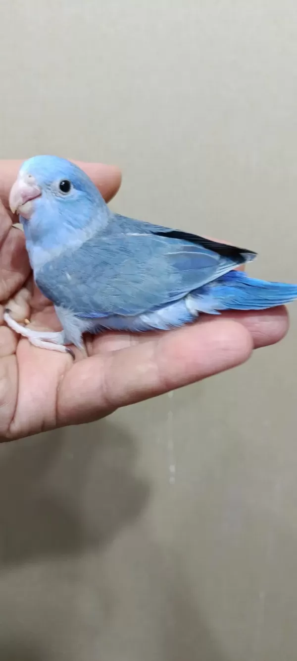 Harika Forpus Erkek Bebek