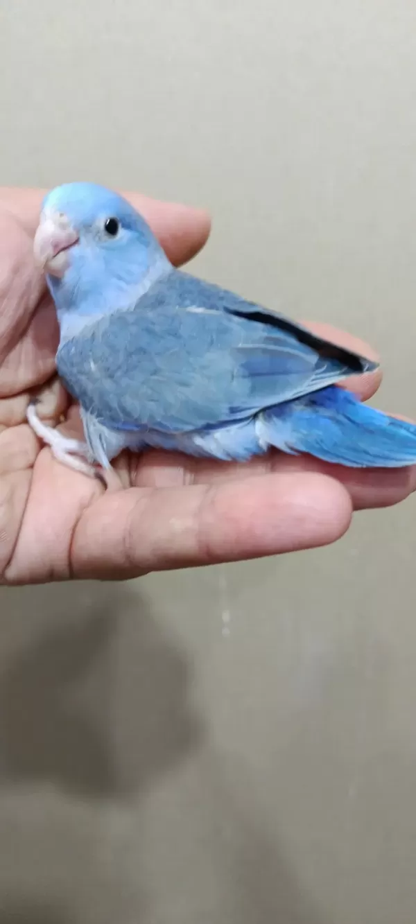 Harika Forpus Erkek Bebek