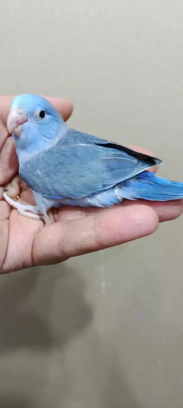 Harika Forpus Erkek Bebek