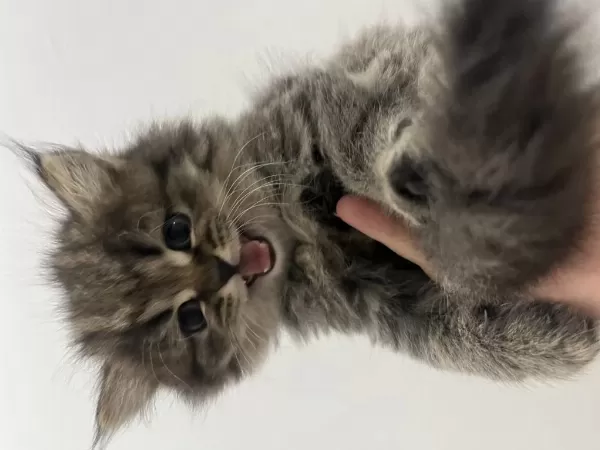 2 Aylık British Longhair Yavru