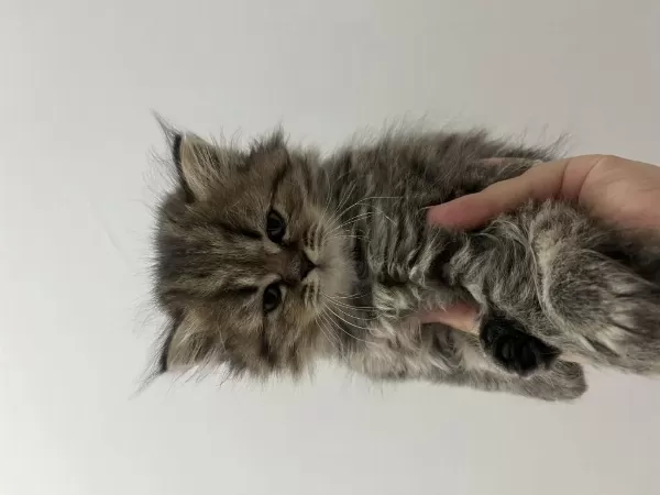 2 Aylık British Longhair Kedisi