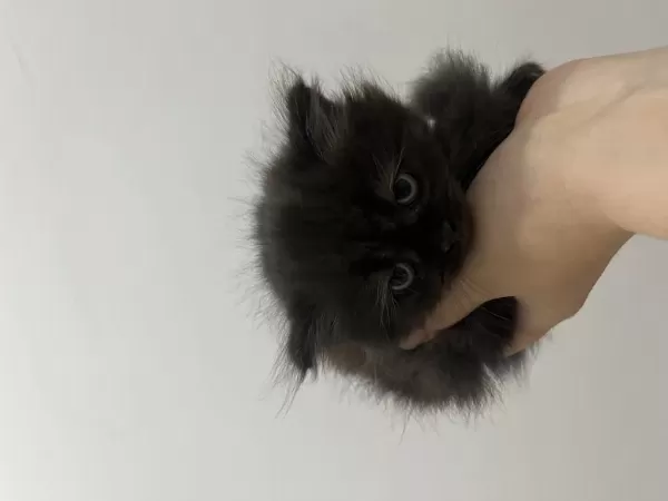 2 Aylık British Longhair
