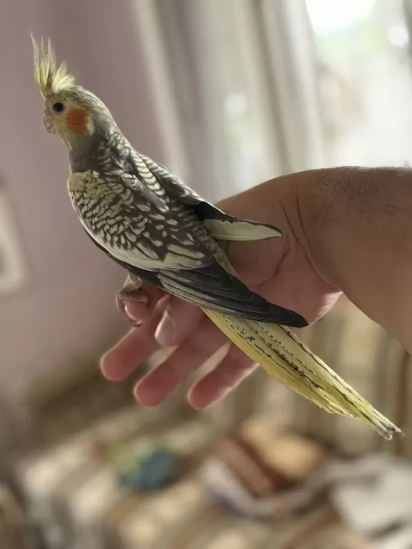 45 Günlük Ev Ortamindan Sultan Papağani