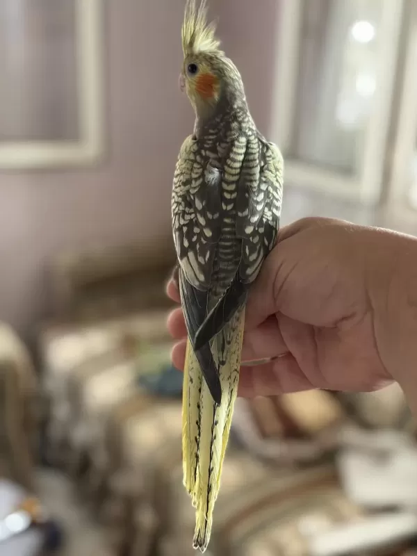 45 Günlük Ev Ortamindan Sultan Papağani
