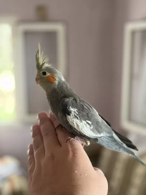45 Günlük Ev Ortamindan Sultan Papağani