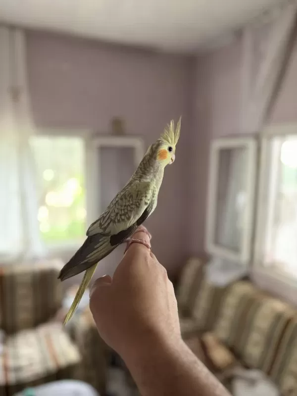 45 Günlük Ev Ortamindan Sultan Papağani