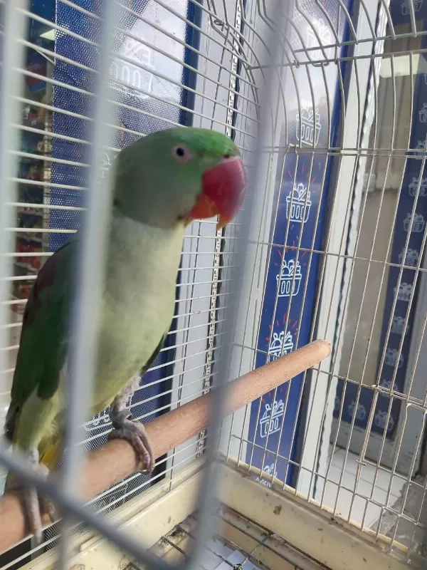 İskender Papağanı 2 Yaşında Bilezikli