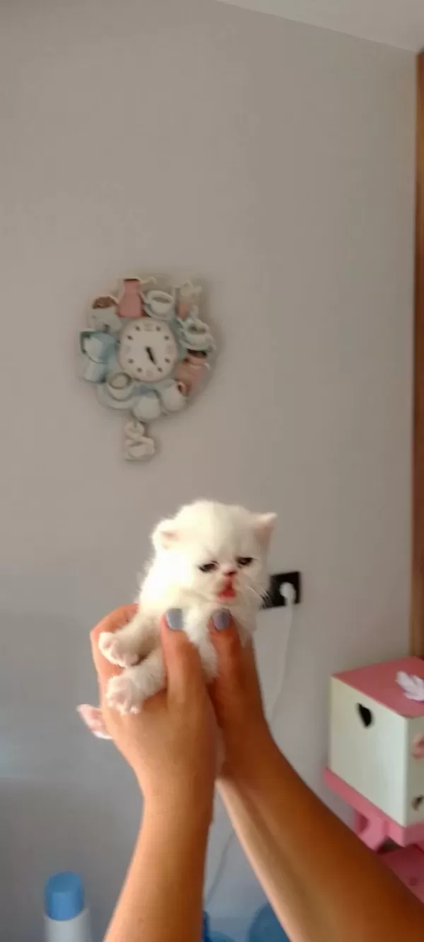 Yeni Yuvamıza Evimize Kedimiz