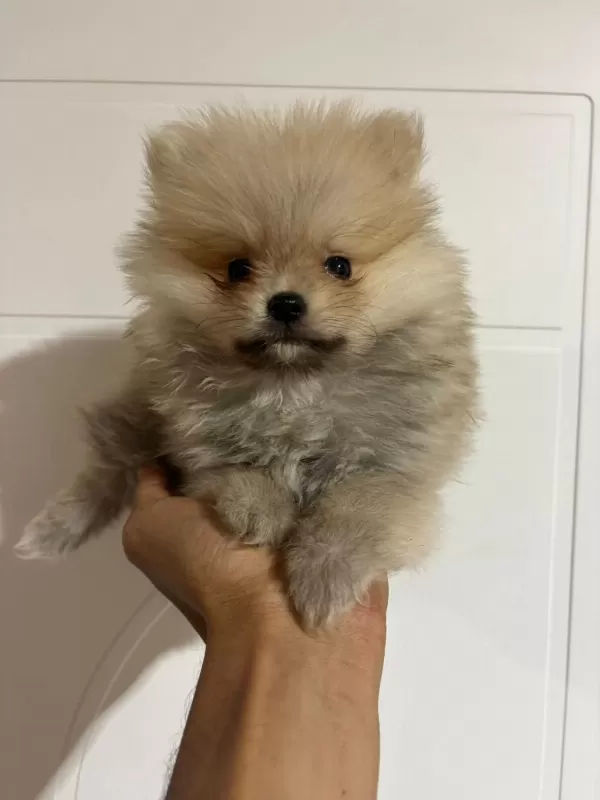 Harika Pomeranian Erkek Yavru