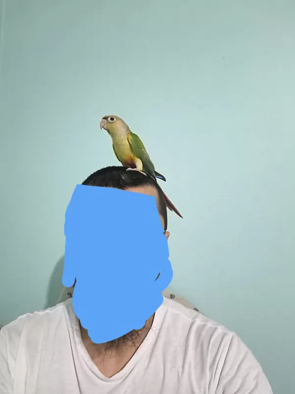 2 Aylık Yavru Konur Son 1 Tane Kaldı