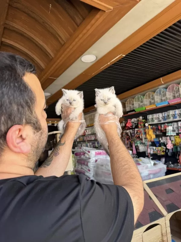 Kedi Dünyasindan Renk Renk Scottish Yavrular