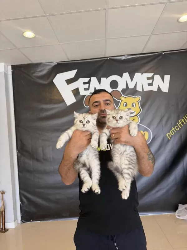 Kedi Dünyasindan Renk Renk Scottish Yavrular