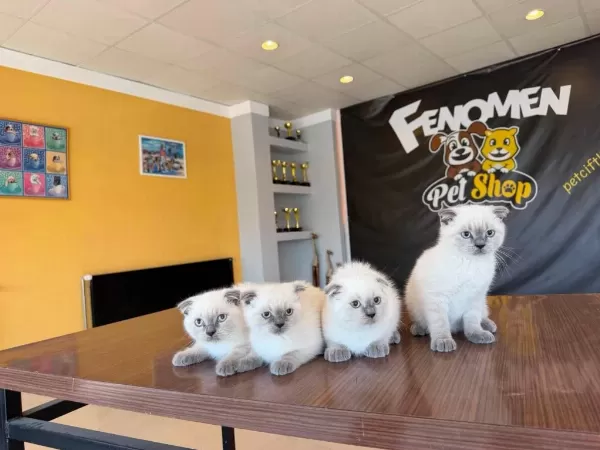 Kedi Dünyasindan Renk Renk Scottish Yavrular