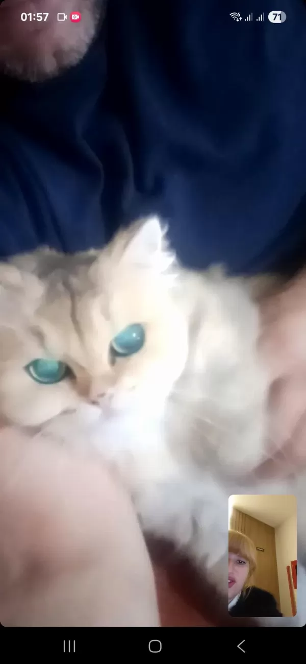 Harika Tatlı Kediler