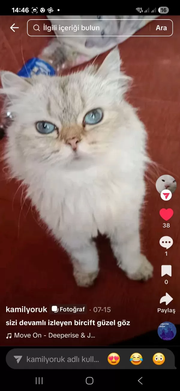 Harika Tatlı Kediler