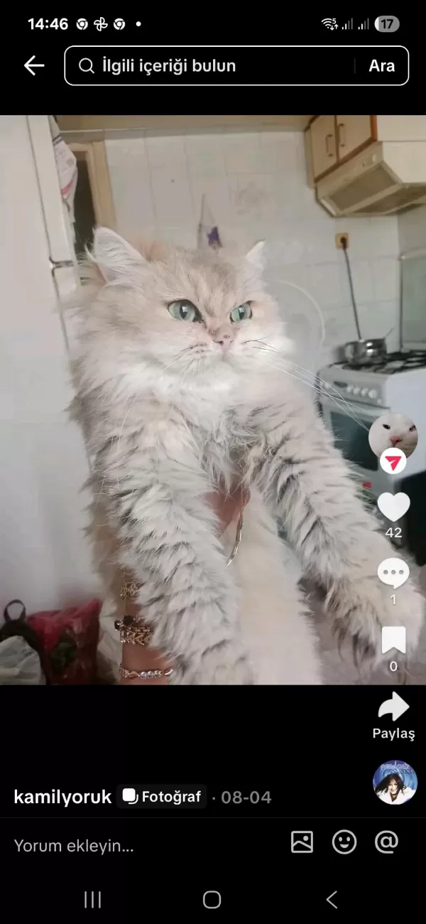 Harika Tatlı Kediler