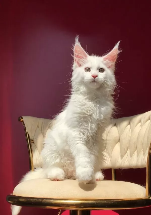 Mco Beyaz Dişi Üst Kaliteli Maine Coon