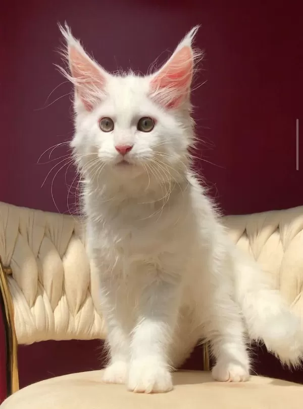 Mco Beyaz Dişi Üst Kaliteli Maine Coon