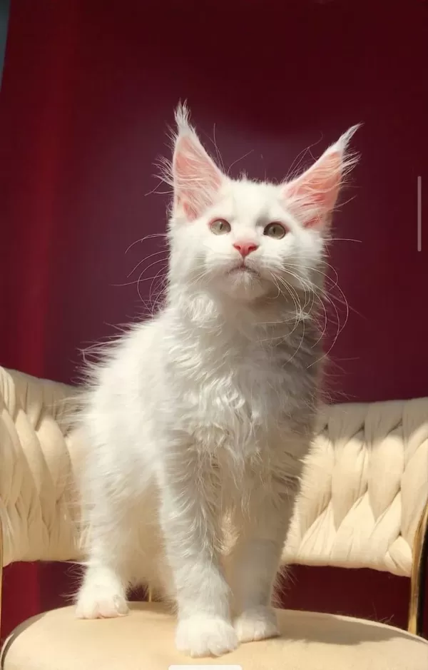 Mco Beyaz Dişi Üst Kaliteli Maine Coon
