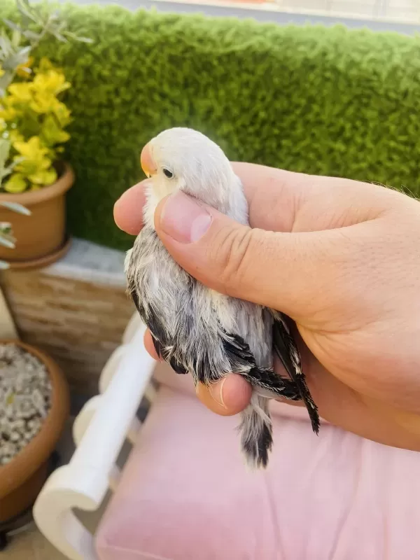 Cennet Papağani Yavrulari (üst Mutasyon)
