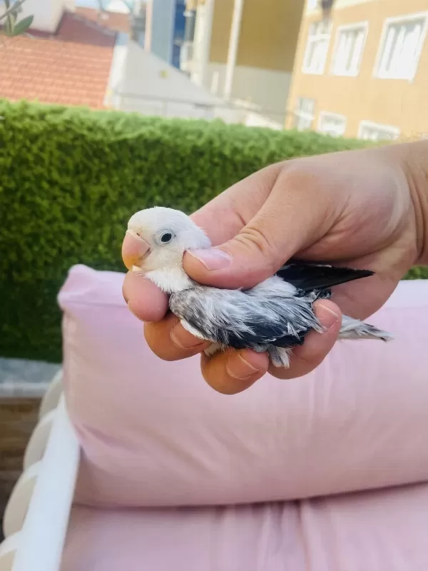 Cennet Papağani Yavrulari (üst Mutasyon)