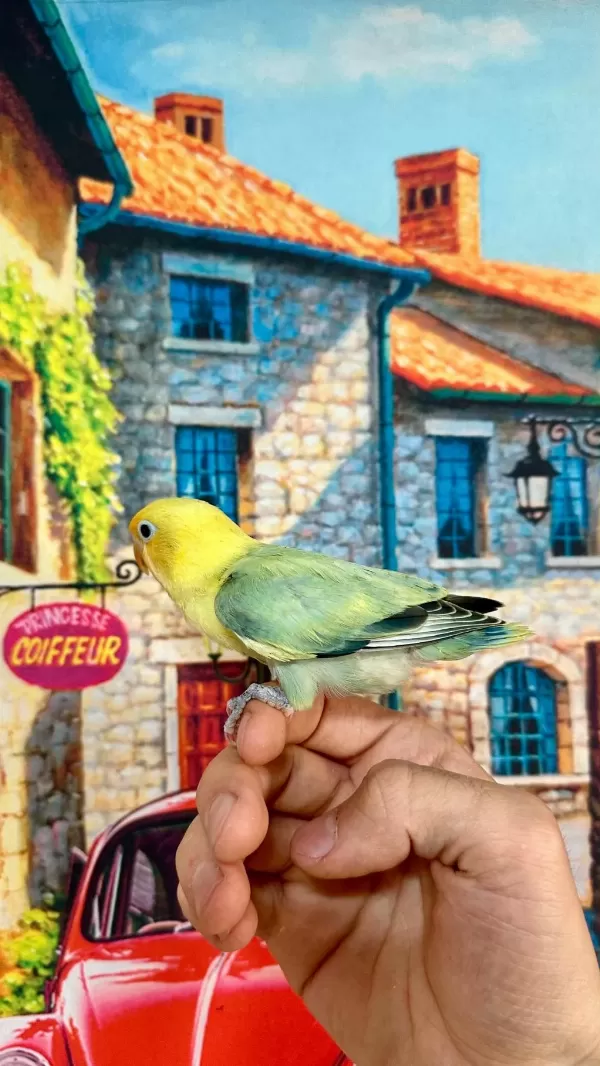 Cennet Papağani Yavru (üst Mutasyon)