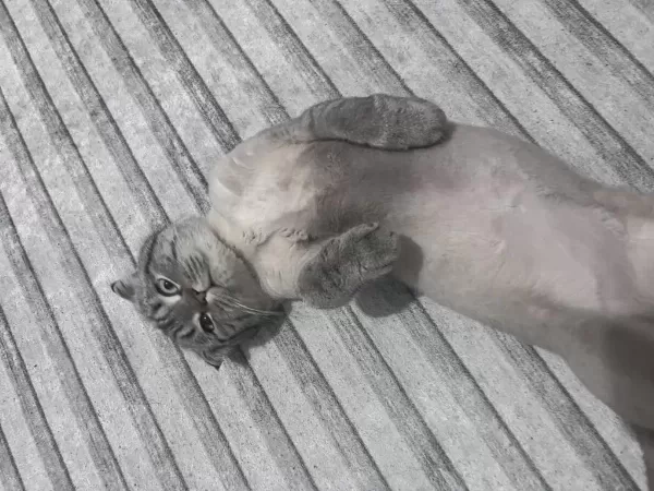 Kedimiz Scottish Fold 11 Aylık