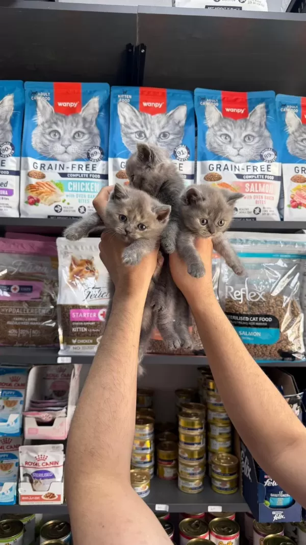 Erkek Ve Dişi Safkan British Shorthair Bebekler