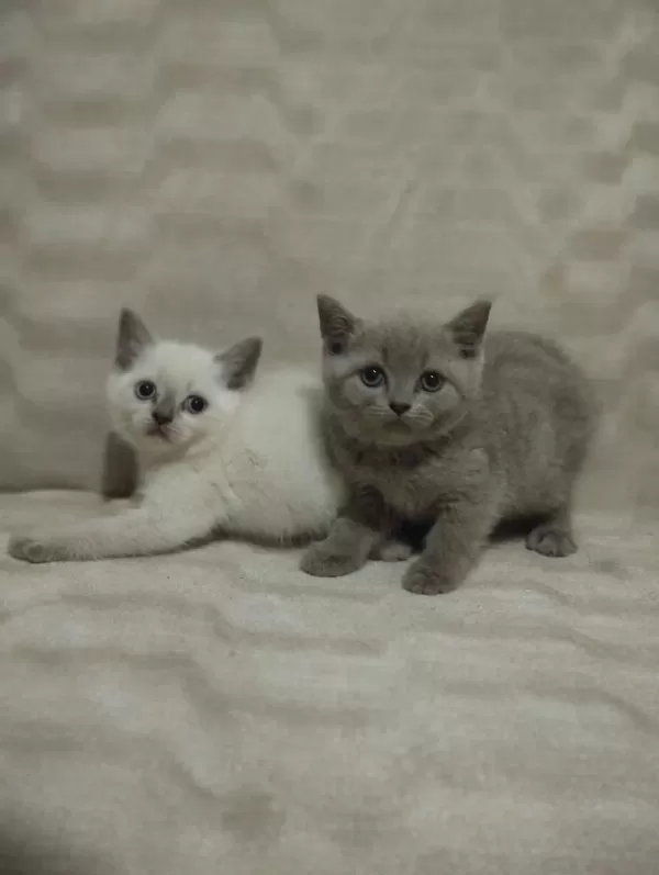 Erkek Ve Dişi Safkan British Shorthair Bebekler