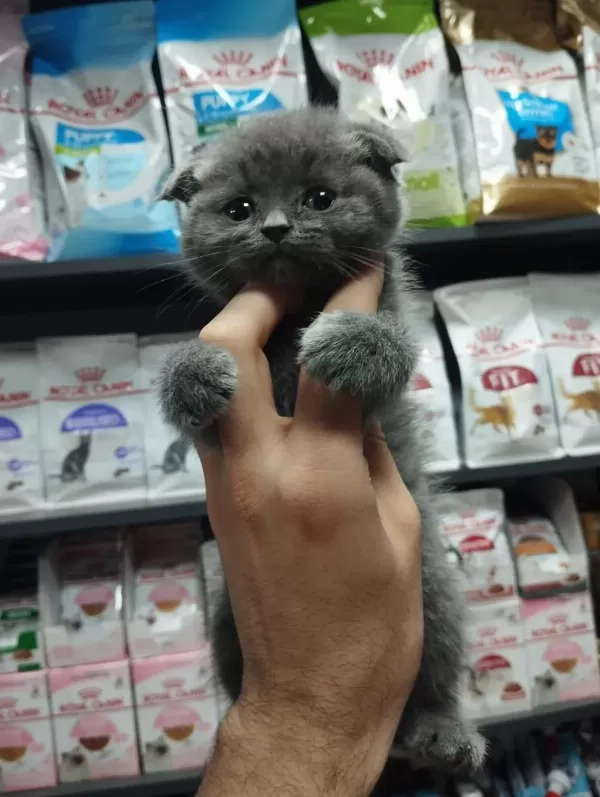 Dişi Ve Erkek Scottish Fold Bebekler