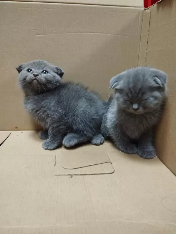 Dişi Ve Erkek Scottish Fold Bebekler