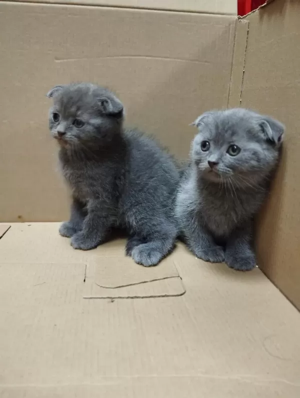 Dişi Ve Erkek Scottish Fold Bebekler