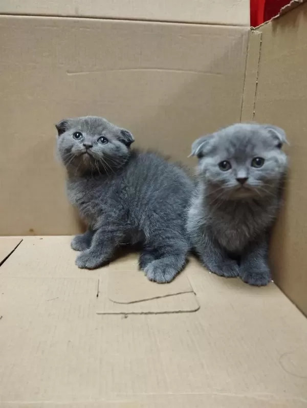 Dişi Ve Erkek Scottish Fold Bebekler