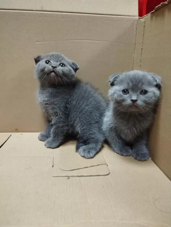 Dişi Ve Erkek Scottish Fold Bebekler
