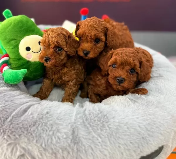 Toy Poodle Red Brown Yavrularimiz