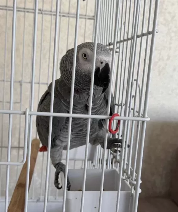 Konuşan Jako Papağanı Ele Alışık Uysal