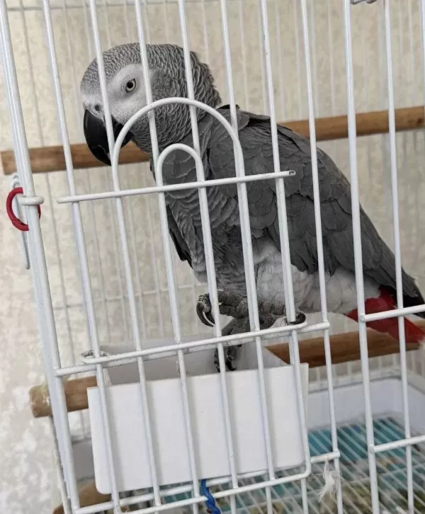 Konuşan Jako Papağanı Ele Alışık Uysal
