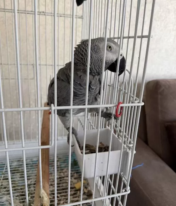 Konuşan Jako Papağanı Ele Alışık Uysal