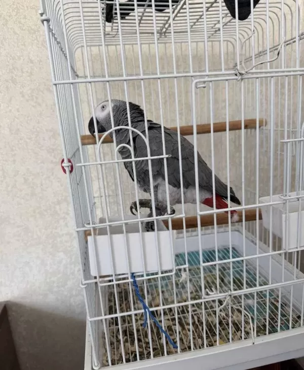 Konuşan Jako Papağanı Ele Alışık Uysal