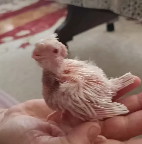 Yavrulu Yavrusuz Albino Sultan Papağanları