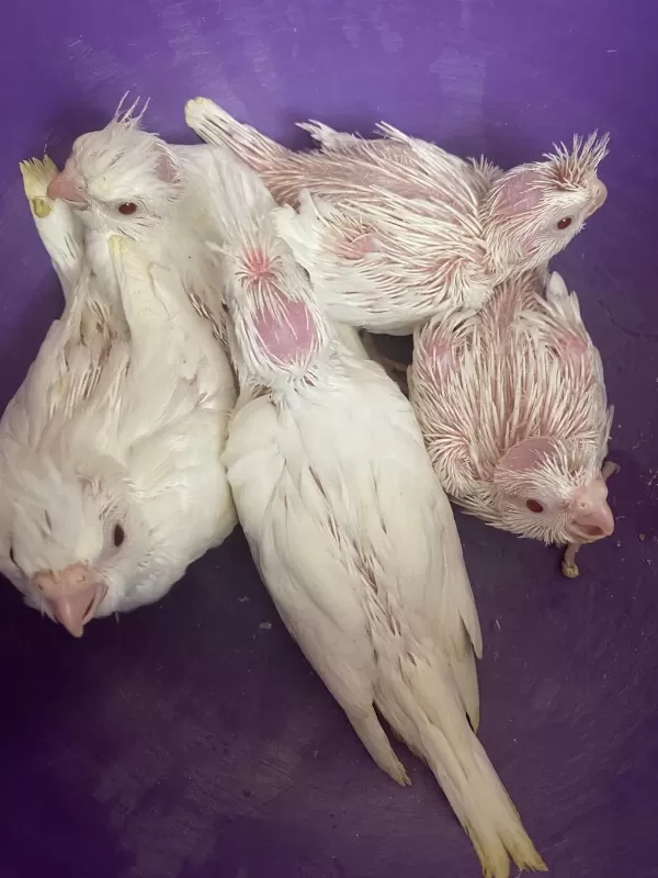 Albino Sultan Papağanımız İçin Ulaşın