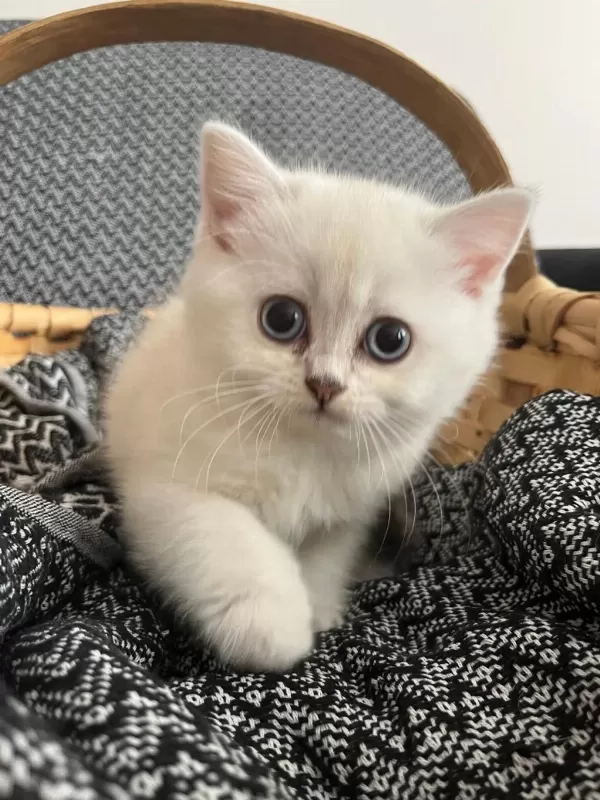 2 Aylık Dişi British Longhair Blue Point