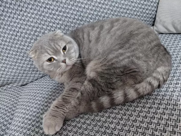 Sahiplendirilecek Scottish Fold Kedimiz