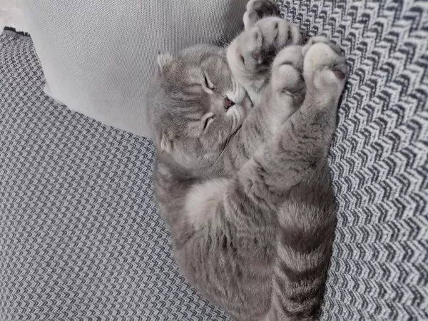 Sahiplendirilecek Scottish Fold Kedimiz