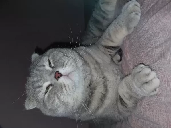 Sahiplendirilecek Scottish Fold Kedimiz