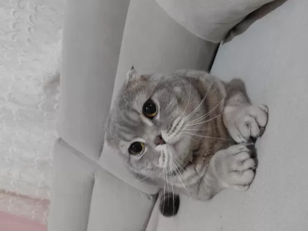 Sahiplendirilecek Scottish Fold Kedimiz
